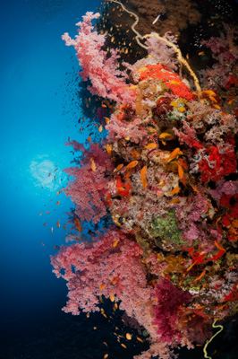 Underwater sceneries in the Red Sea off the coast of Sudan. Photographs by Amar Guillen.