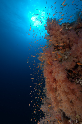 Underwater sceneries in the Red Sea off the coast of Sudan. Photographs by Amar Guillen.