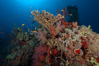 Underwater sceneries in the Red Sea off the coast of Sudan. Photographs by Amar Guillen.