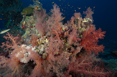 Underwater sceneries in the Red Sea off the coast of Sudan. Photographs by Amar Guillen.