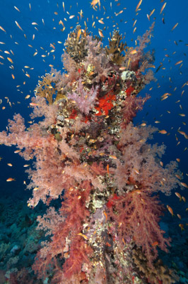 Underwater sceneries in the Red Sea off the coast of Sudan. Photographs by Amar Guillen.