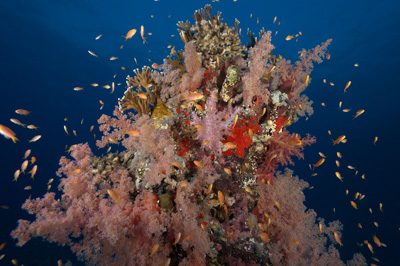 Underwater sceneries in the Red Sea off the coast of Sudan. Photographs by Amar Guillen.