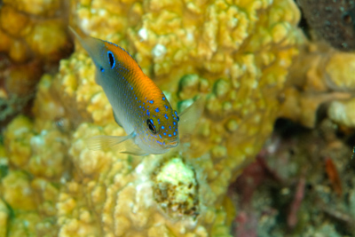 Gros plans de la faune sous-marine du Golfe du Mexique au large du Texas. Photographies par Amar Guillen.