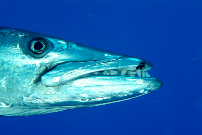 Gros plans de la faune sous-marine du Golfe du Mexique au large du Texas. Photographies par Amar Guillen.