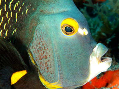Gros plans de la faune sous-marine du Golfe du Mexique au large du Texas. Photographies par Amar Guillen.