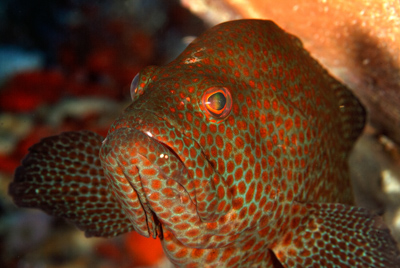 Gros plans de la faune sous-marine du Golfe du Mexique au large du Texas. Photographies par Amar Guillen.
