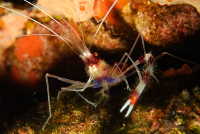 Gros plans de la faune sous-marine du Golfe du Mexique au large du Texas. Photographies par Amar Guillen.