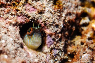 Underwater close-up photographs of the Gulf of Mexico off the coast of Texas. Photographs by Amar Guillen.