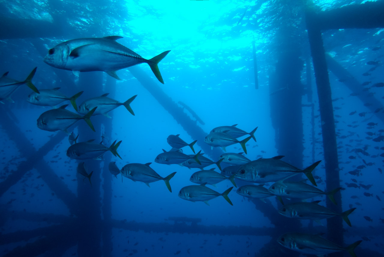Diving on oil platforms in the Gulf of Mexico off Texas, USA