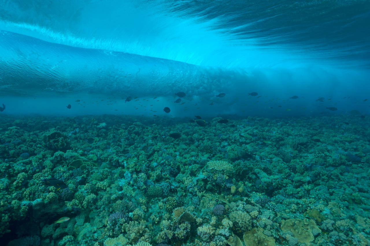 Underwater Scenery Near The Surface In Saint John In The Red Sea