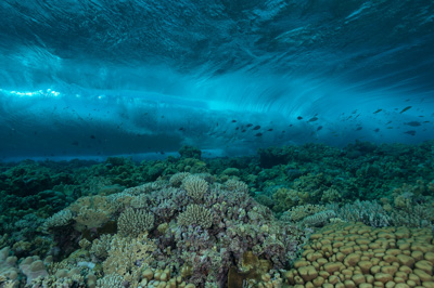 Underwater sceneries close to the surface. Photographs by Amar Guillen.