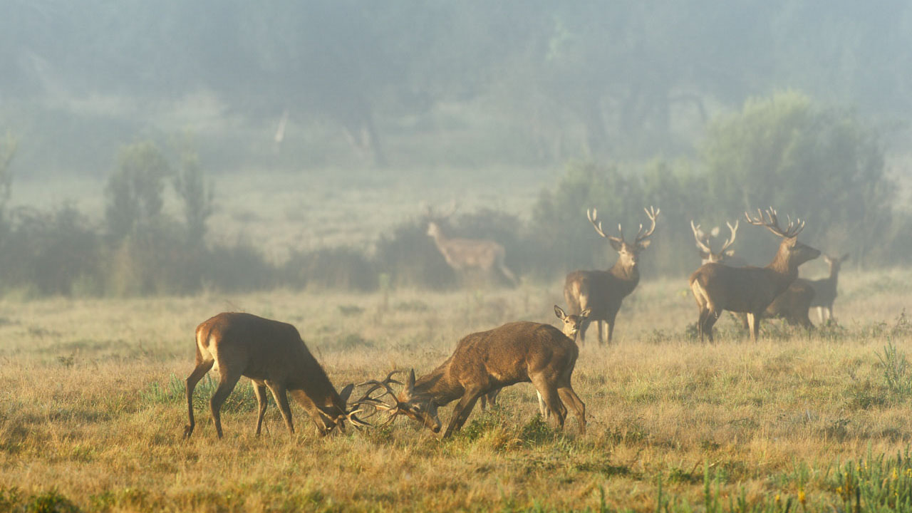 Les combats de cerfs élaphe au moment du brame peuvent être très violents.
