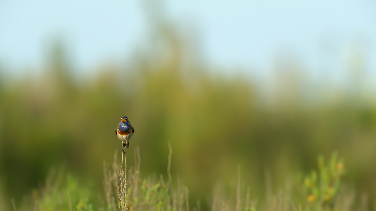 A male bluethroat bird singing in a wetland of Charente-Maritime in France.
