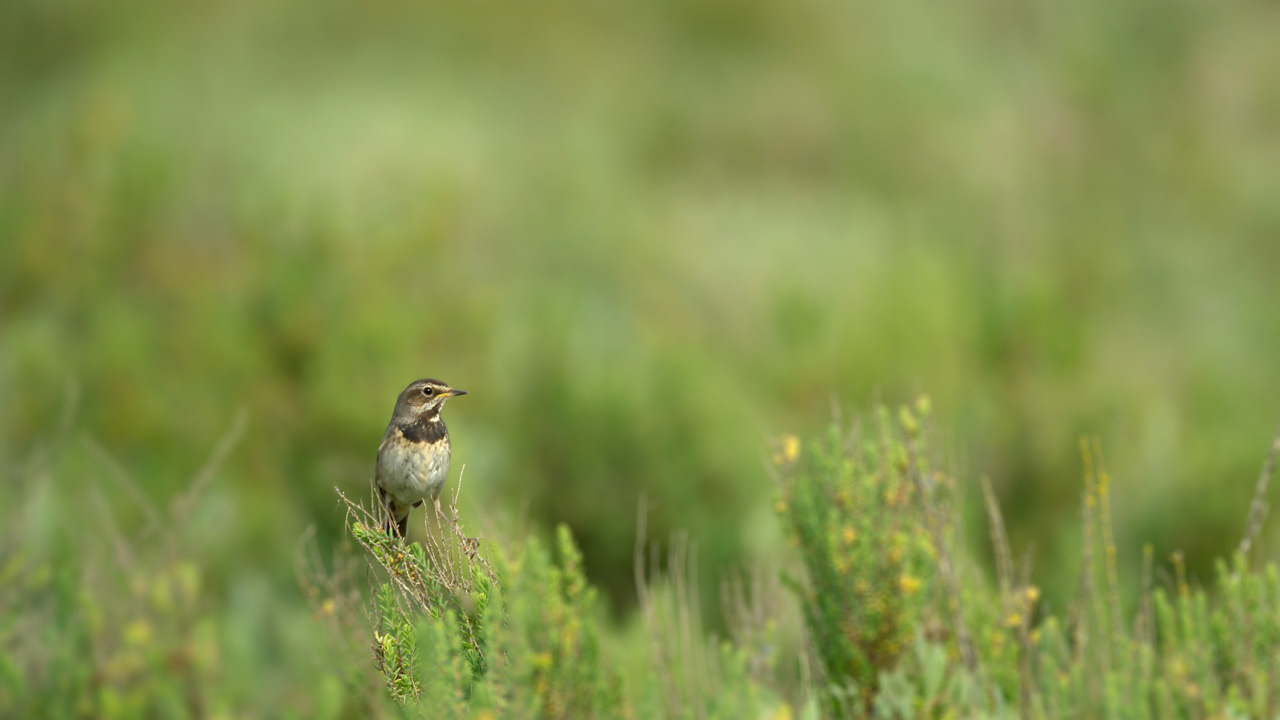 A female bluethroat bird singing in a wetland of Charente-Maritime in France.