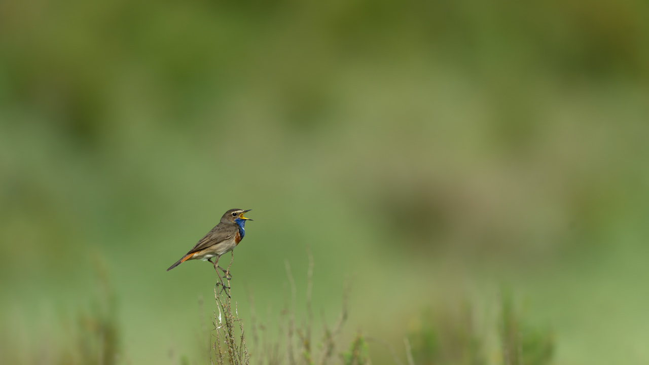 Un gorgebleue à miroir mâle en train de chanter dans une zone humide de la Charente-Maritime.