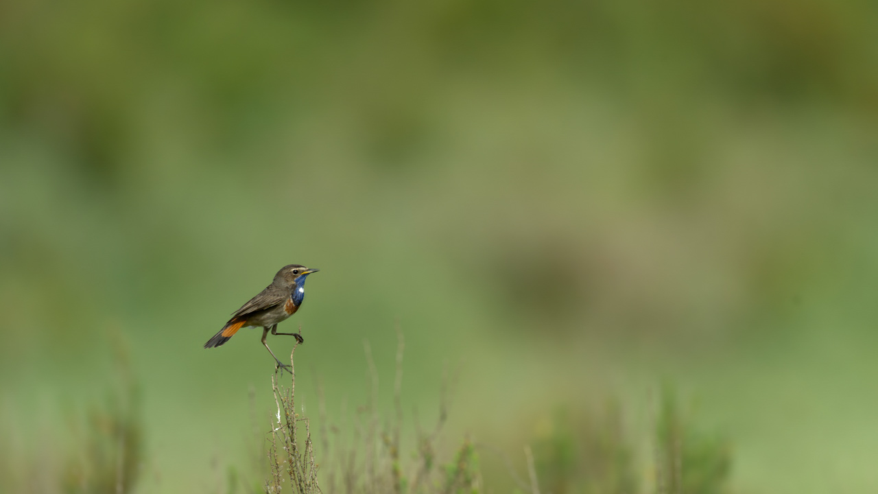 Un gorgebleue à miroir mâle dans une zone humide de la Charente-Maritime.