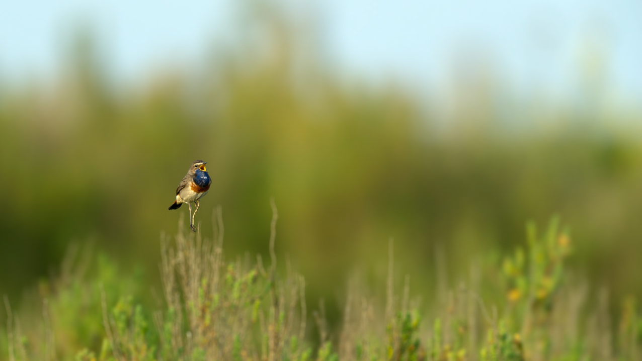 Un gorgebleue à miroir mâle dans une zone humide de la Charente-Maritime.