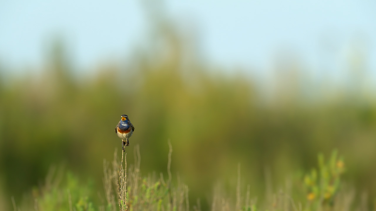 Un gorgebleue à miroir mâle dans une zone humide de la Charente-Maritime.