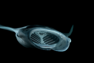 Photographies de ballets de raies manta de nuit aux Maldives