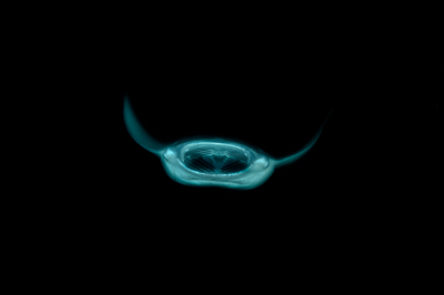 Photographies de ballets de raies manta de nuit aux Maldives