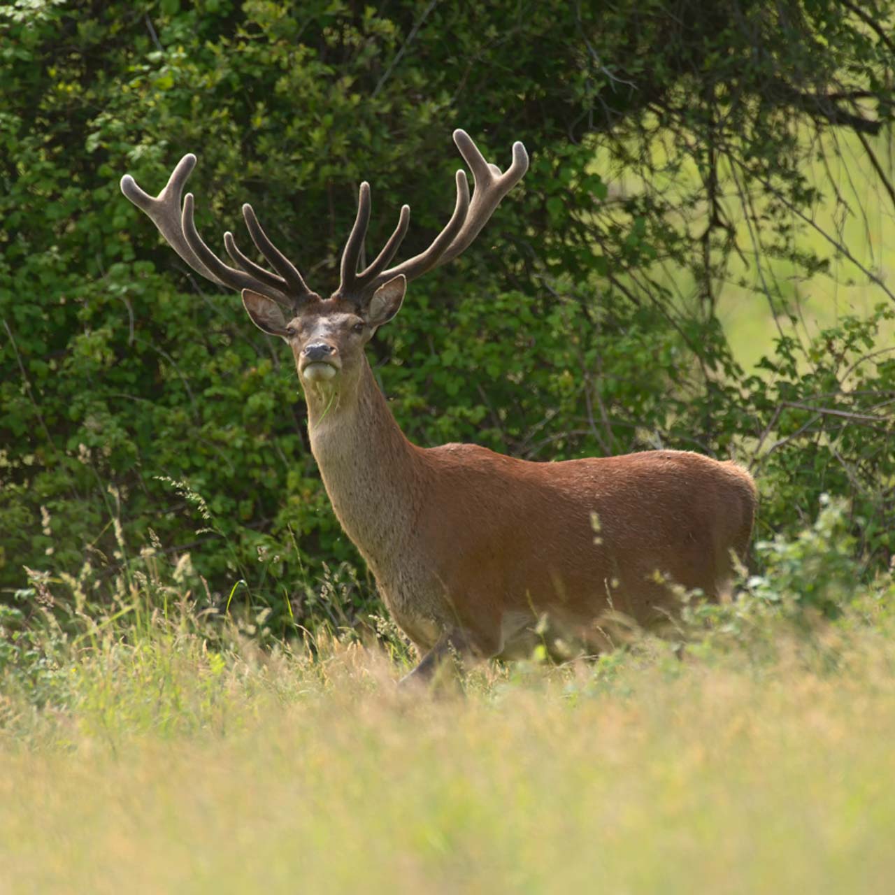 Cette photo d'un cerf élaphe est adaptée au format carré.