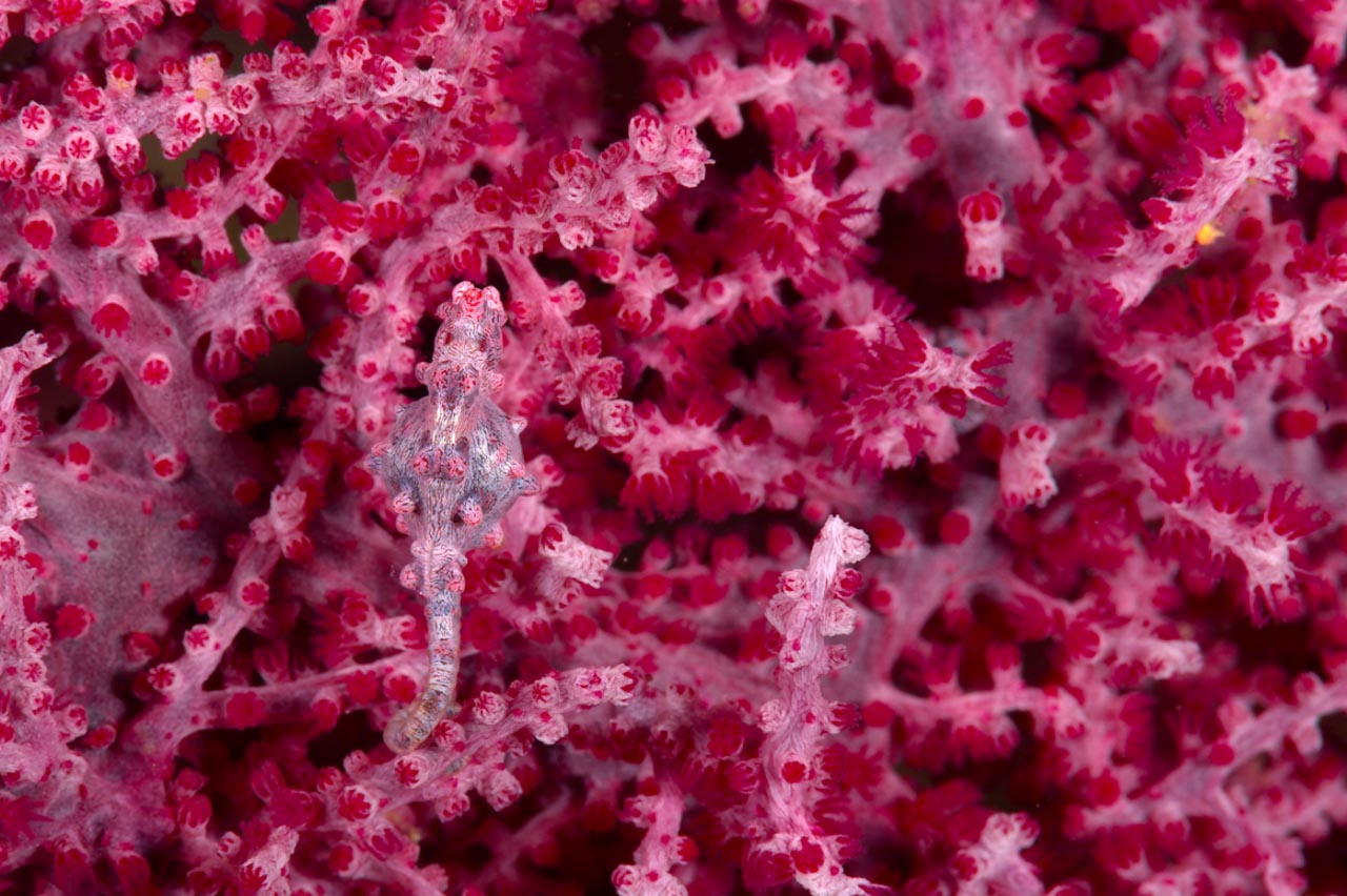 A pygmy seahorse framed with the rule of thirds.