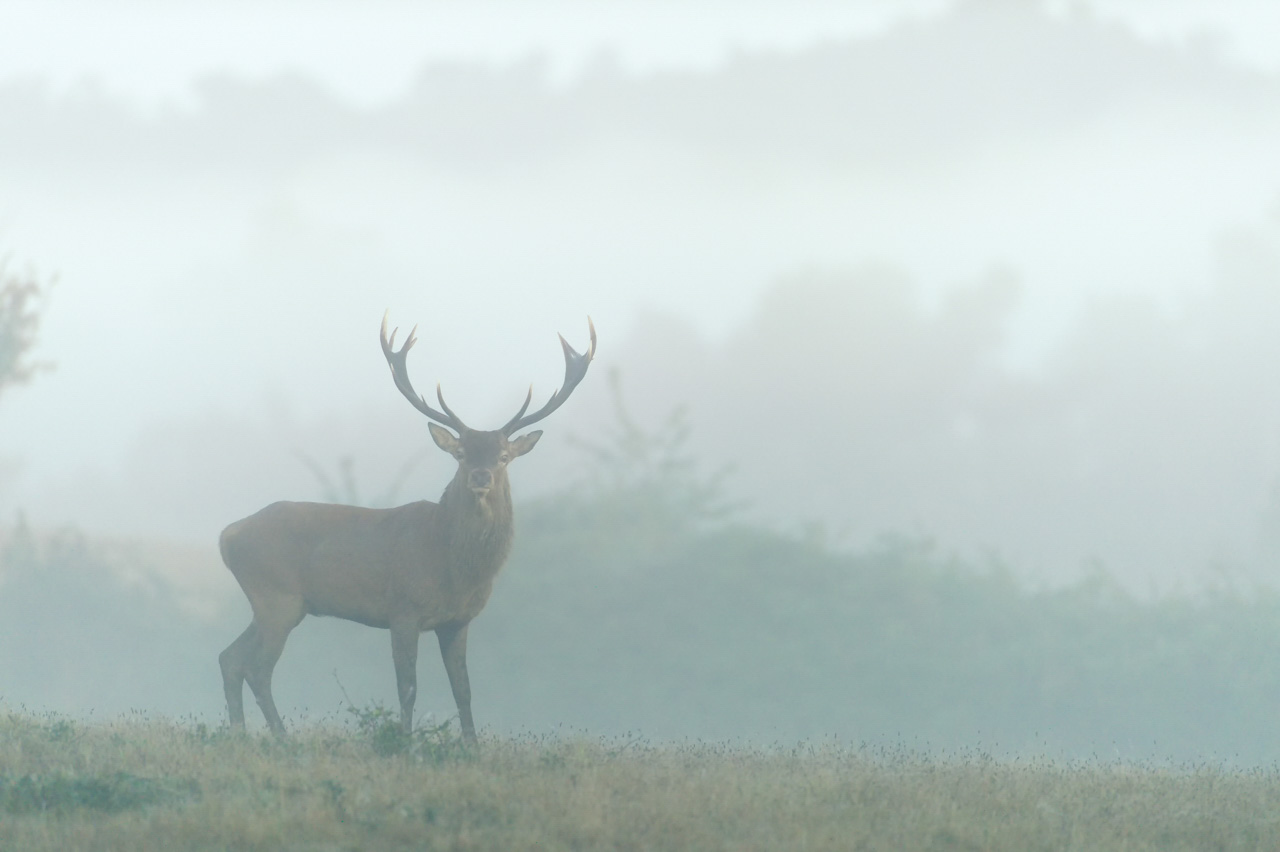 In wildlife photography, the view is best when it is at eye level.