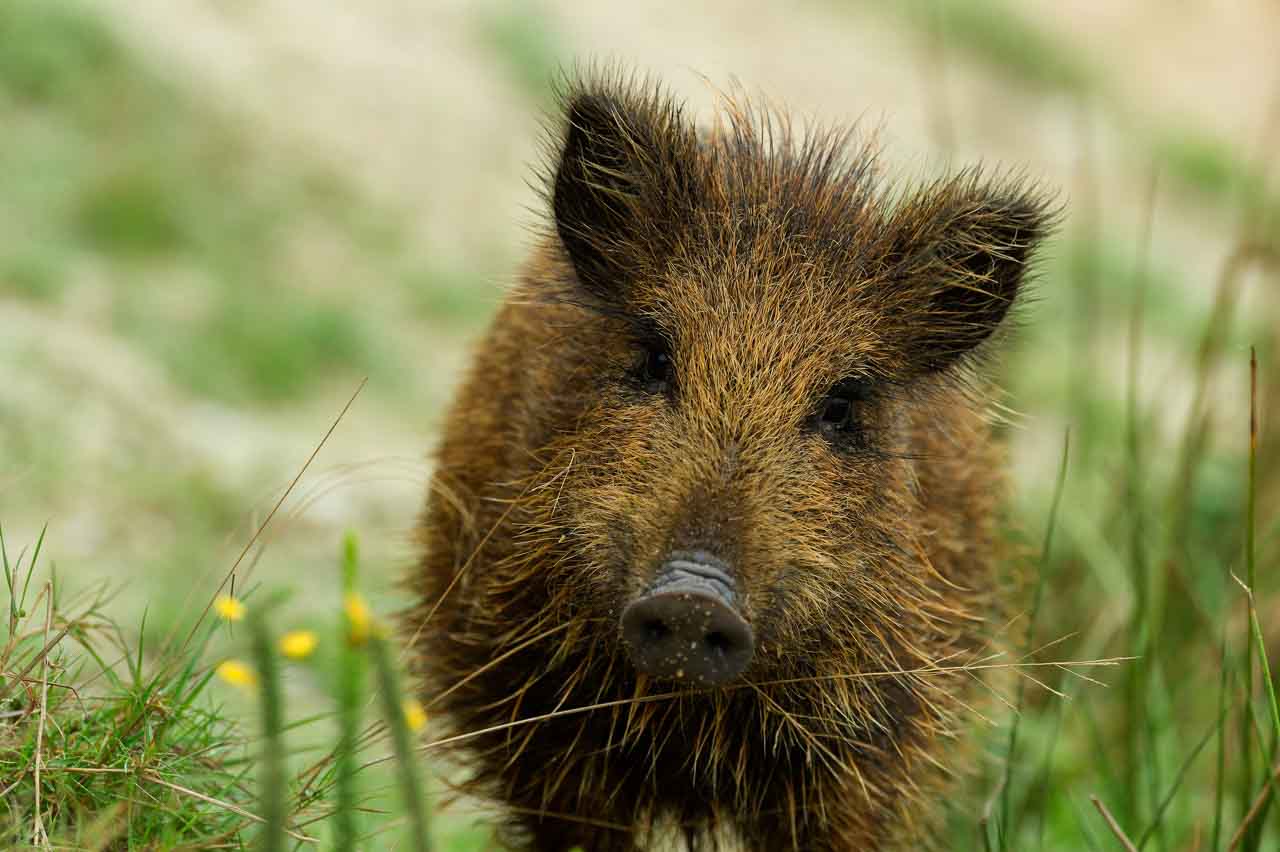 Photo d'un marcassin dans une prairie en Charente-Maritime en France. Cette photo a réalisée depuis un affût fixe.