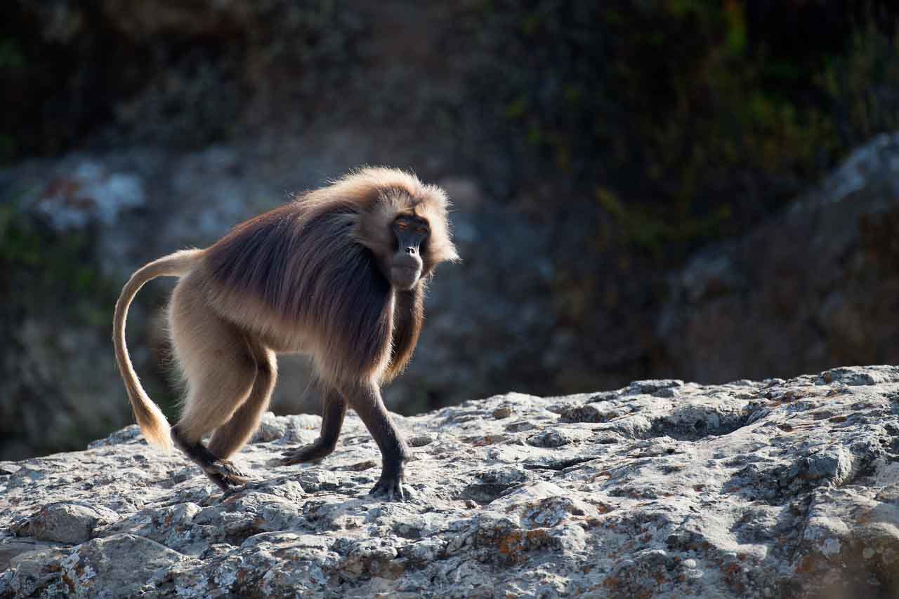 Photo d'un singe gélada prise sur une falaise en Ethiopie. Cette photo a été réalisée en billebaude.