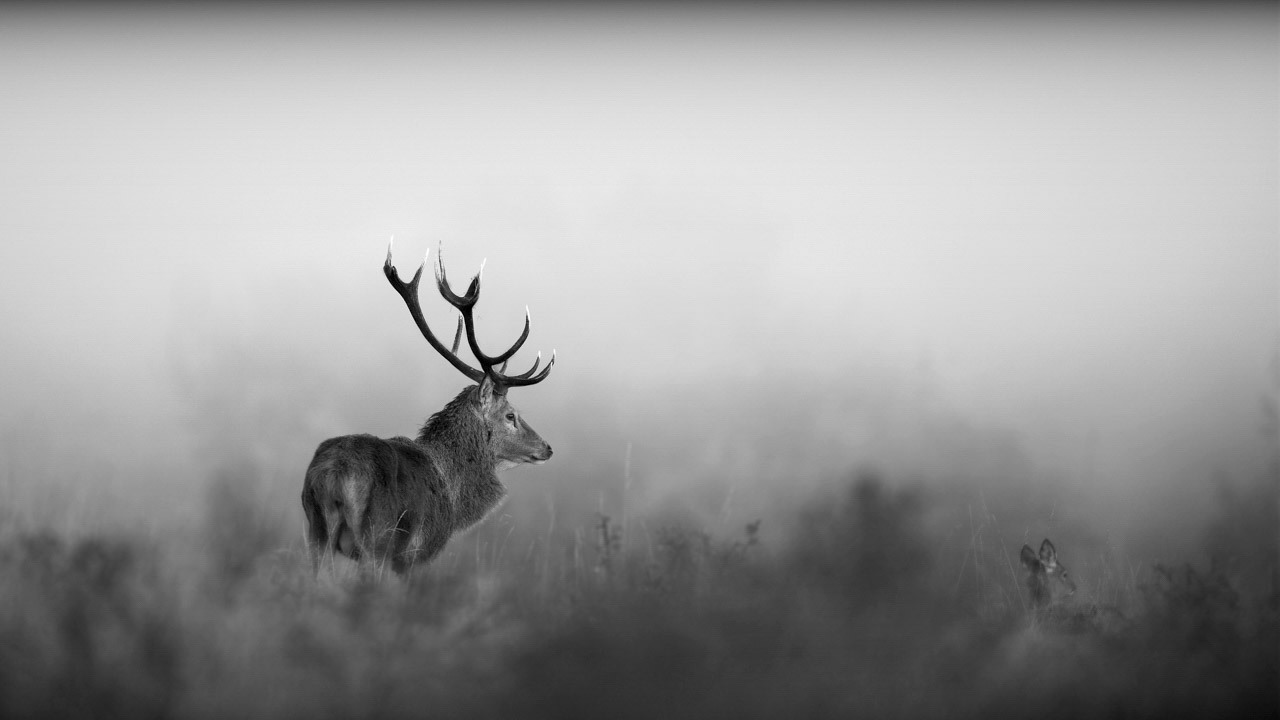 This photo of a deer during the rutting season has been the subject of many questions, especially about the choice of the scene.