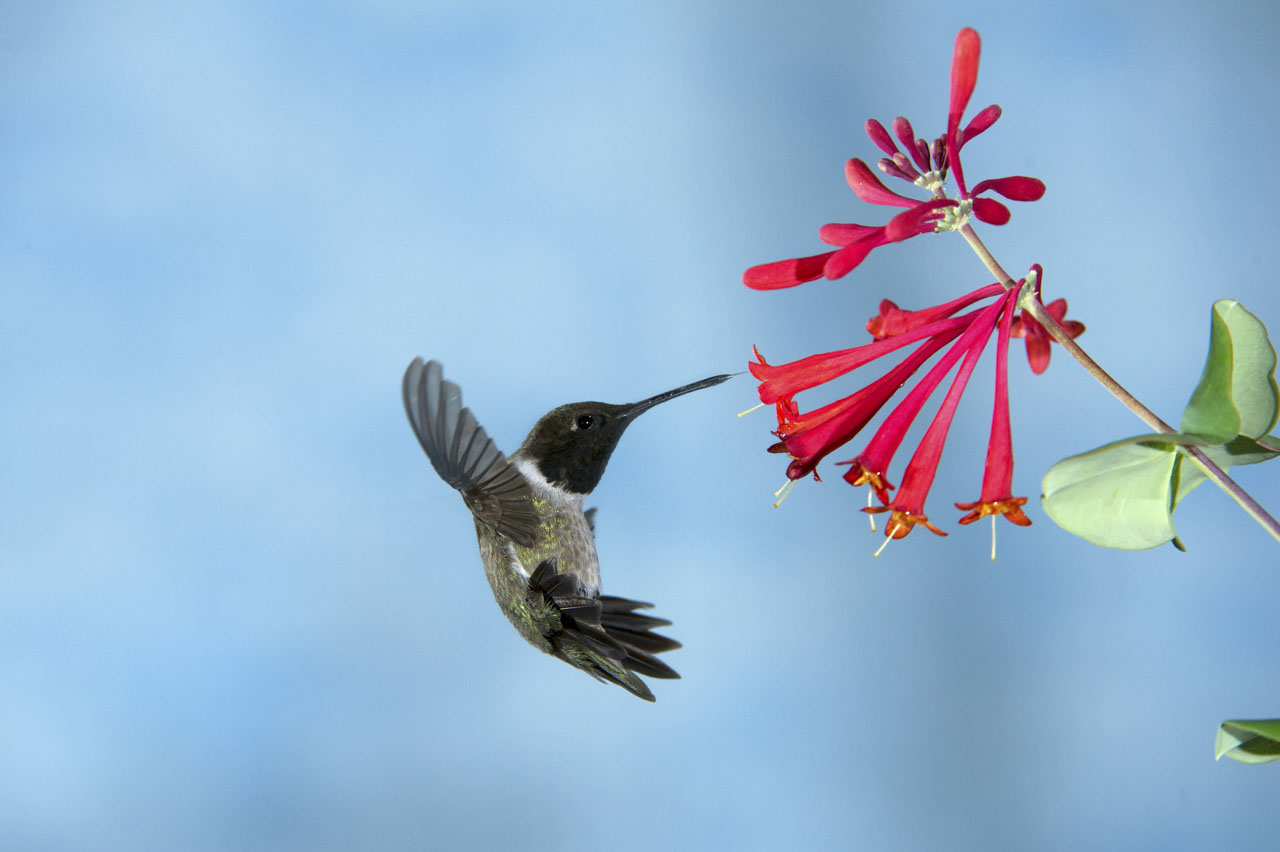 To achieve this photo of a hummingbird we asked ourselves the question of the quality of the background and the negative space.