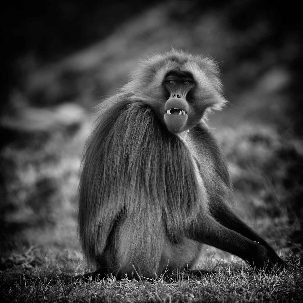 Les gélada sont des animaux avec lesquels il est facile de faire de l'antropomorphisme. Ce sont des animaux fascinants à photographier.