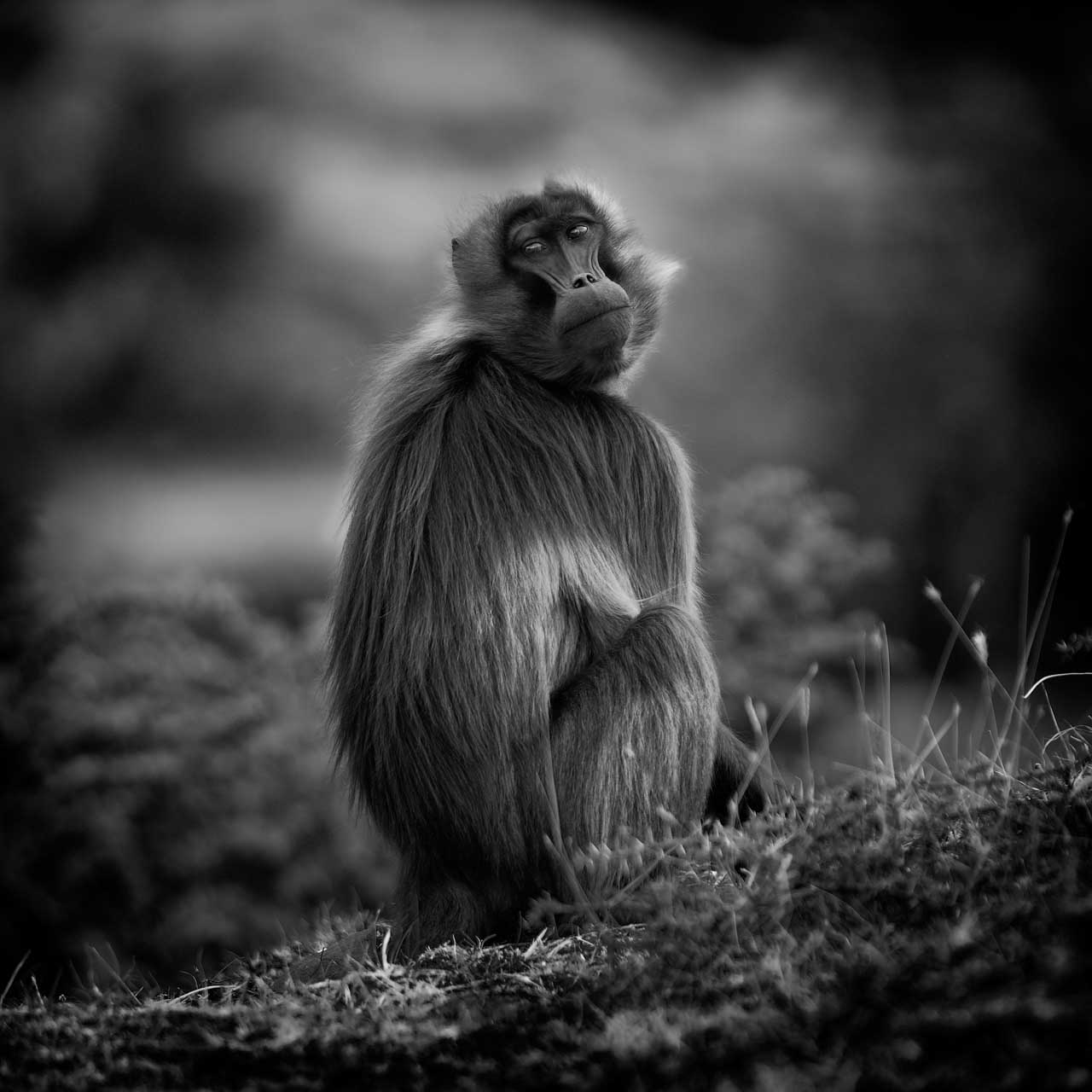 Les gélada sont des animaux avec lesquels il est facile de faire de l'antropomorphisme. Ce sont des animaux fascinants à photographier.