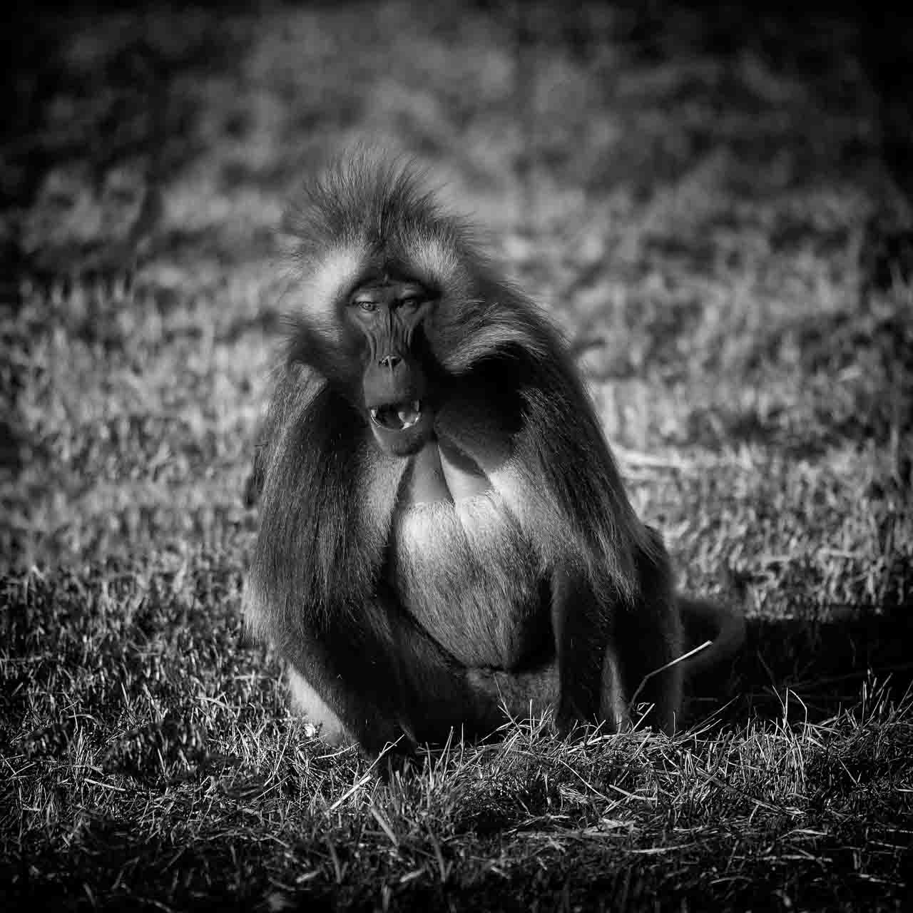 Les gélada sont des animaux avec lesquels il est facile de faire de l'antropomorphisme. Ce sont des animaux fascinants à photographier.