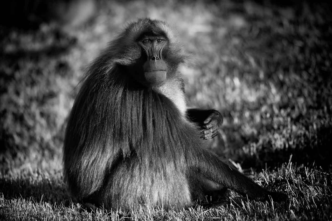 Les gélada sont des animaux avec lesquels il est facile de faire de l'antropomorphisme. Ce sont des animaux fascinants à photographier.