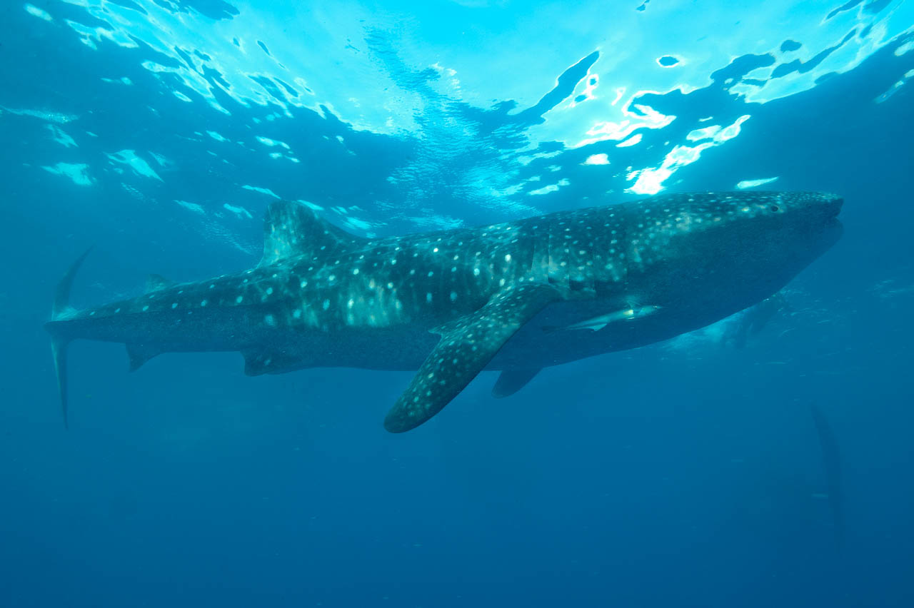 Le bleu accentue la quiétude et le calme du grand requin baleine.