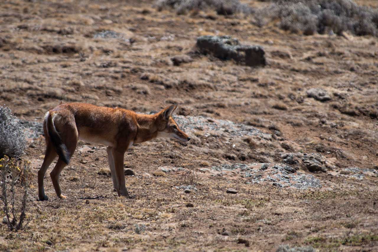 Le loup d'Ethiope photographié ici sur le plateau de Balé est un rêve pour les photographes animaliers.