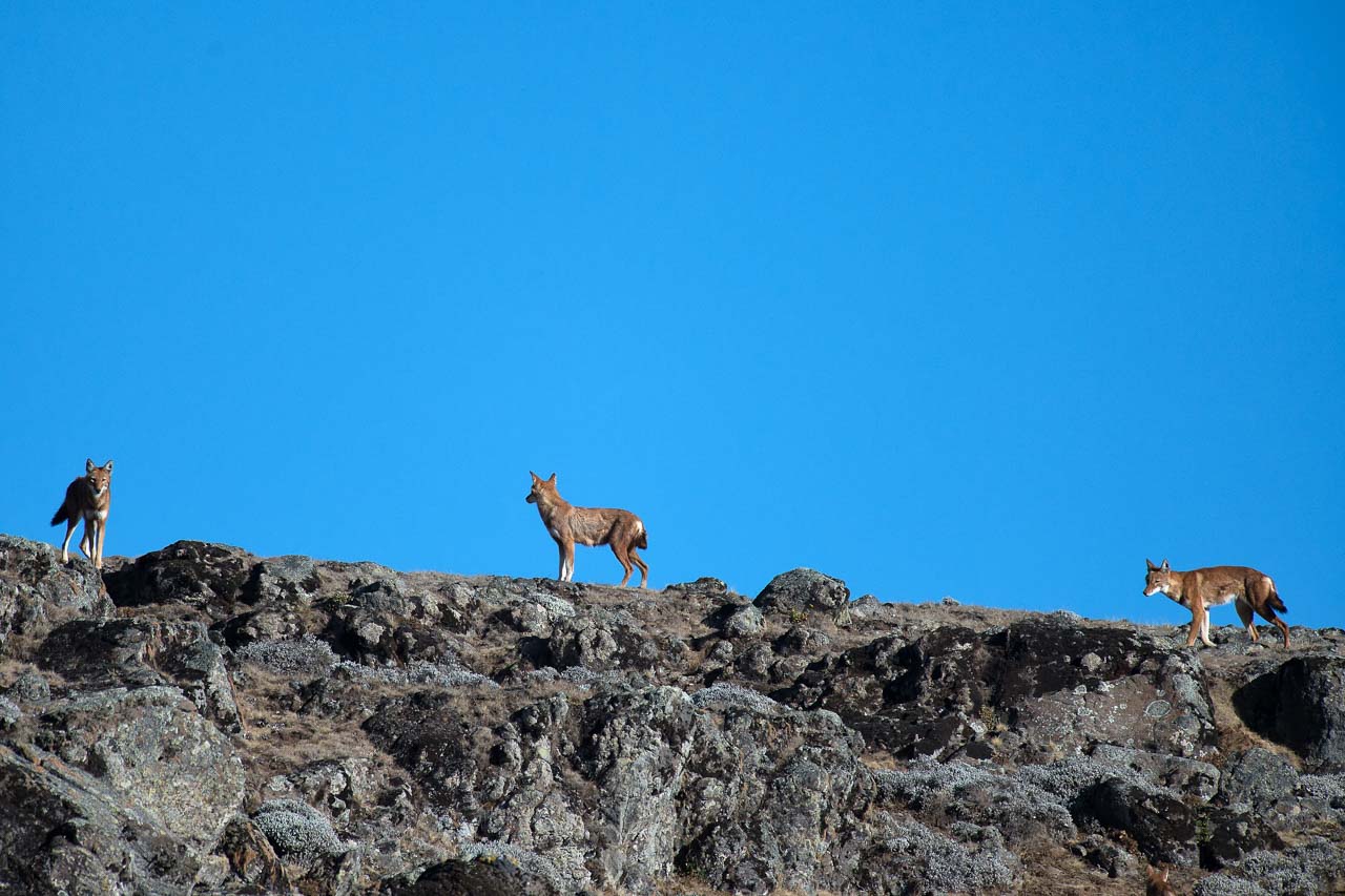 Le loup d'Ethiope photographié ici sur le plateau de Balé est un rêve pour les photographes animaliers.