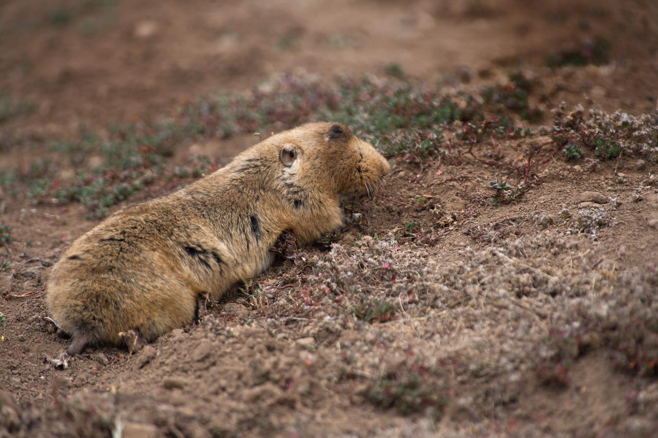 Le rat-taupe est le met favori du loup d'Ethiopie.