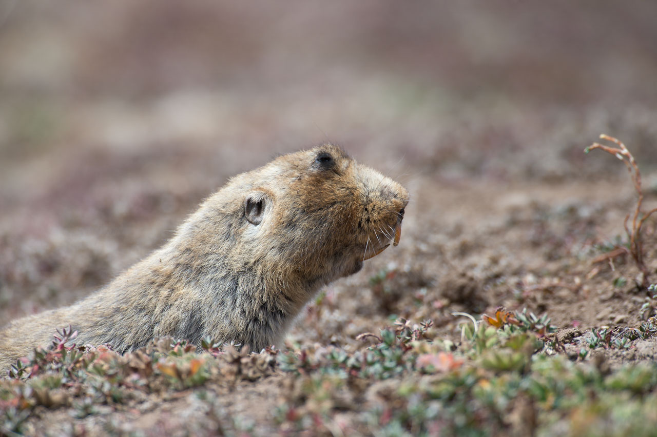Le rat-taupe est le met favori du loup d'Ethiopie.