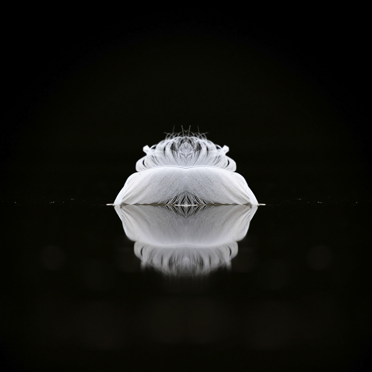 Minimalist photograph of a feather on a pond.