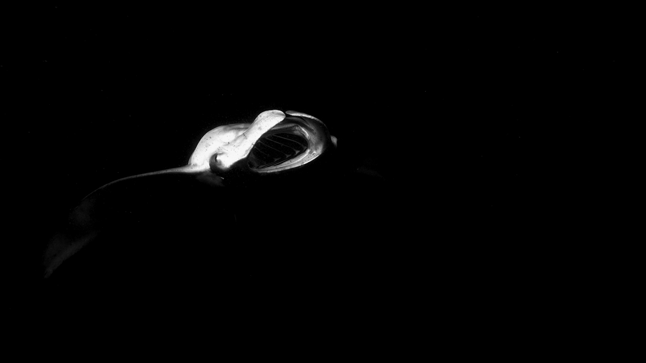 Photo minimaliste d'une raie manta durant une plongée de nuit aux Maldives.
