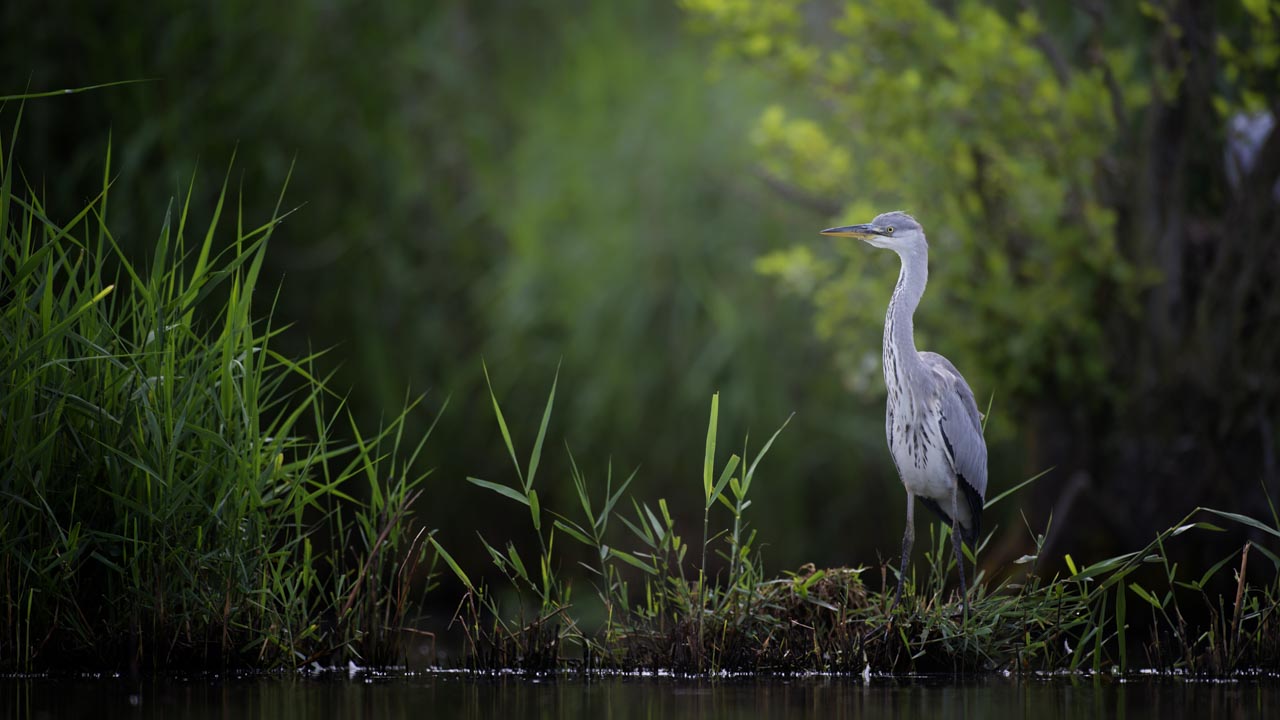 Un héron cendré photographié depuis un affût flottant.