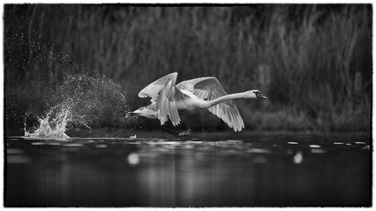 Un cygne tuberculé au décollage photographié depuis un affût flottant.