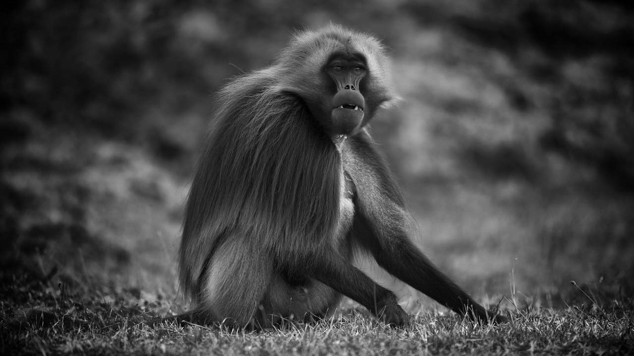 Singe gélada sur les hauts-plateaux en Ethiopie en noir et blanc. Photo par Amar Guillen, artiste photographe.