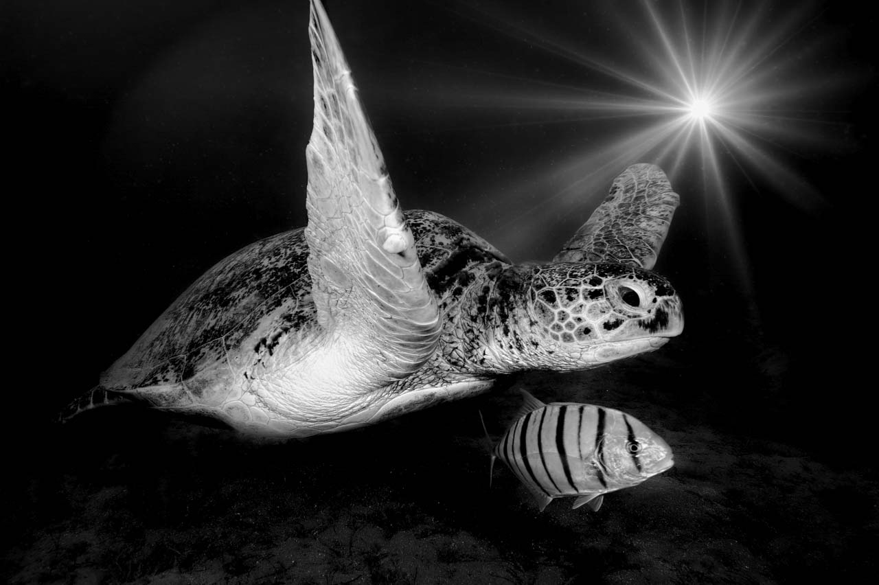For this collection of art photographs dedicated to the underwater world, we have spent years in different regions of the world.