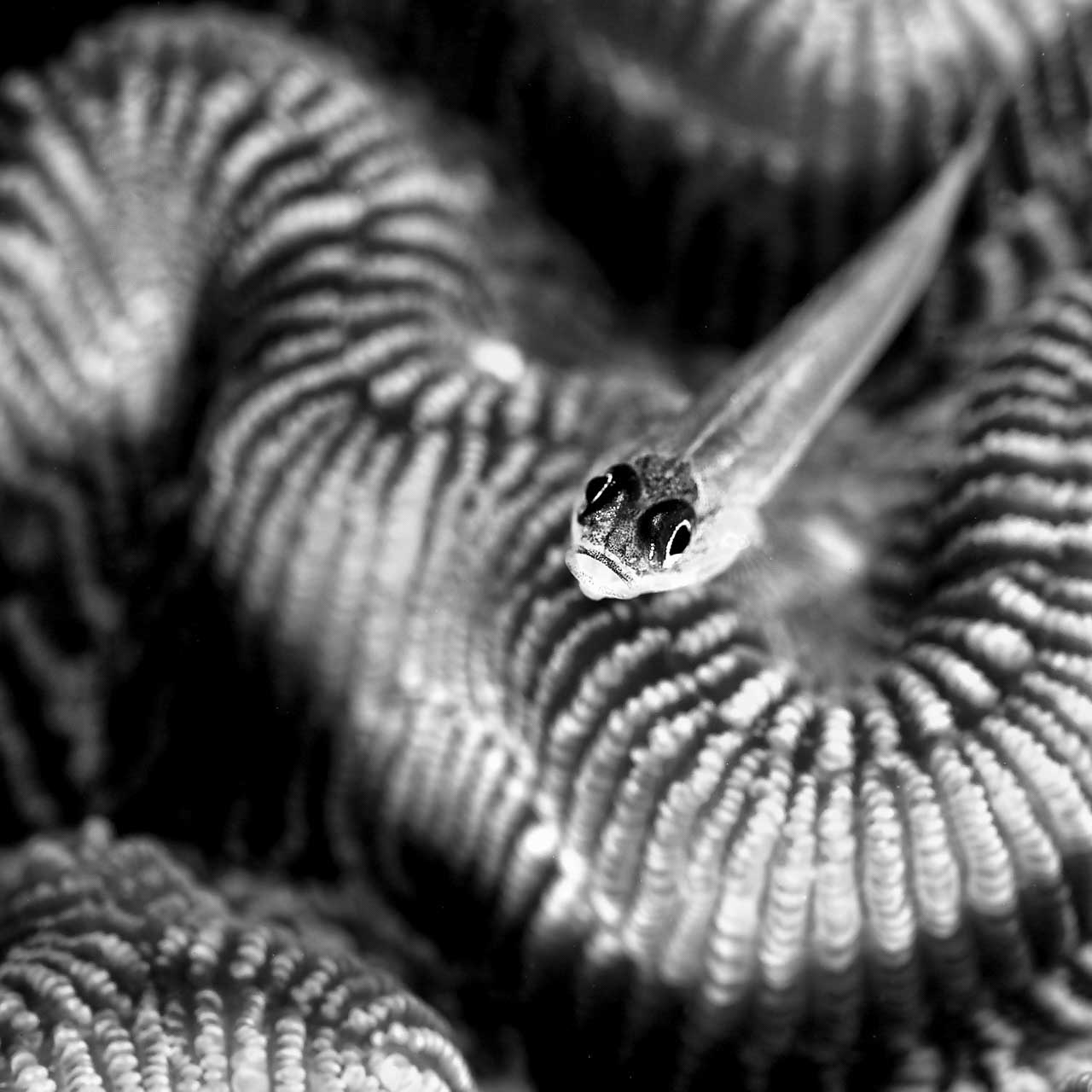 For this collection of art photographs dedicated to the underwater world, we have spent years in different regions of the world.