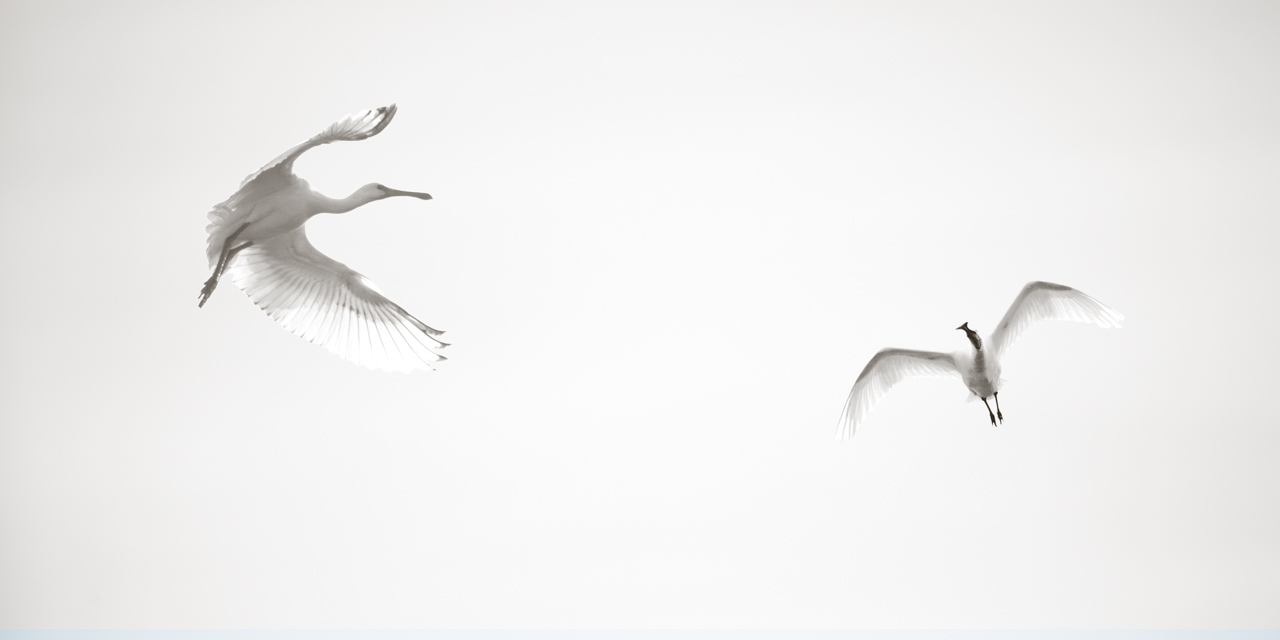 animal photography high-key