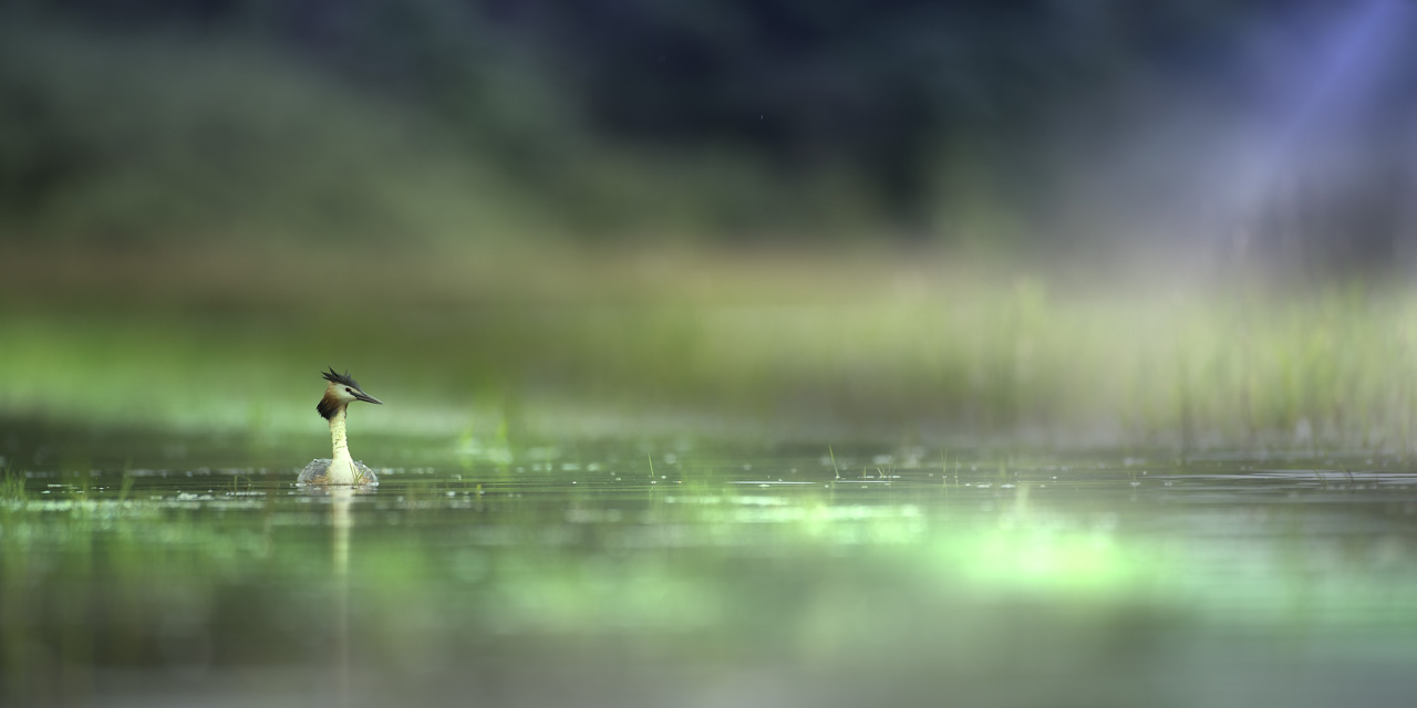Photographie artistique d'un grèbe huppé sur un étang de la Dombes. Photo réalisée à partir d'un affût flottant.