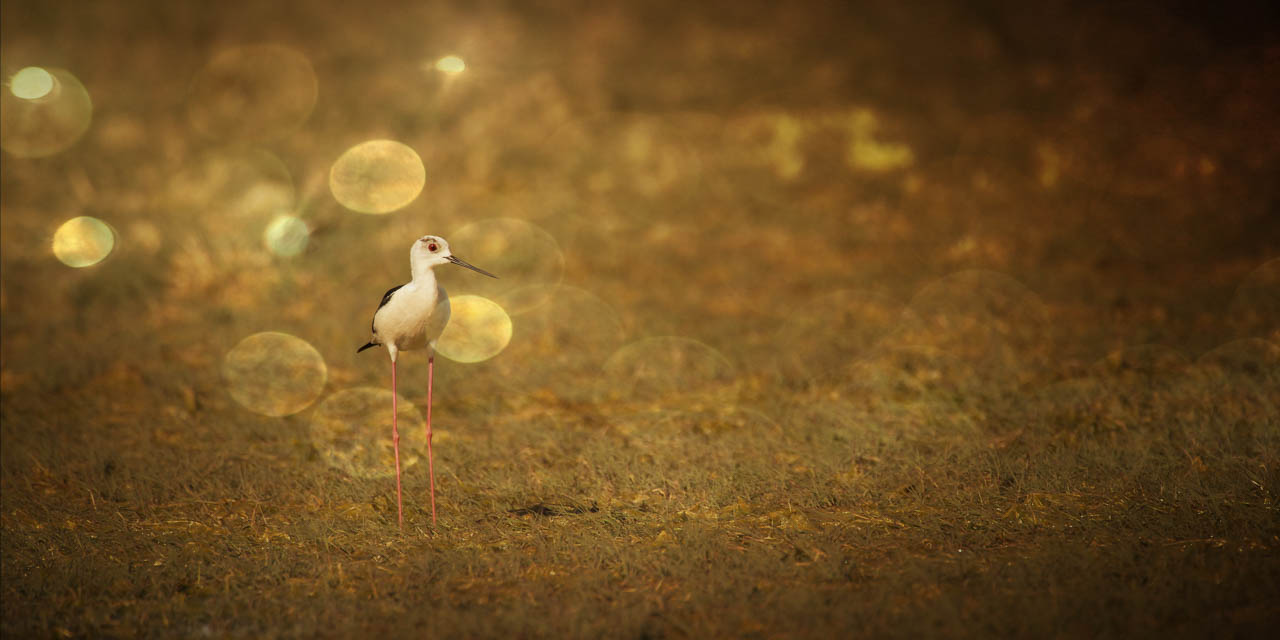 Photographie artistique d'une échasse blanche dans le delta du Danube en Roumanie.